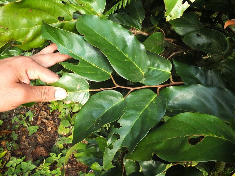 Hopea canarensis, photographed by Siddarth Machado