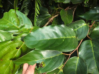 Hopea canarensis, photographed by Siddarth Machado