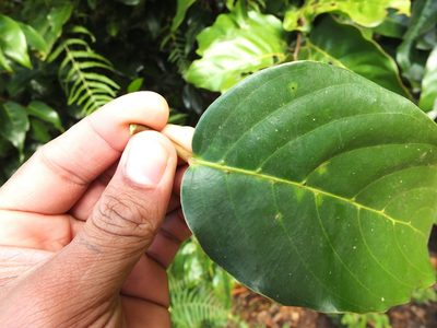 Hopea canarensis, photographed by Siddarth Machado