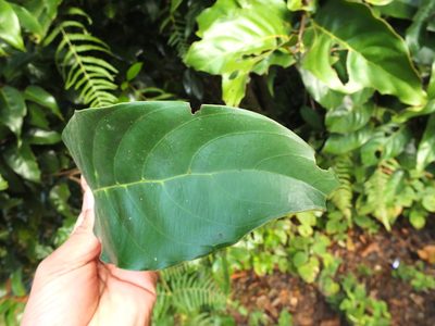 Hopea canarensis, photographed by Siddarth Machado
