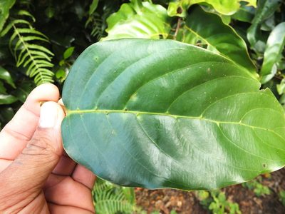 Hopea canarensis, photographed by Siddarth Machado