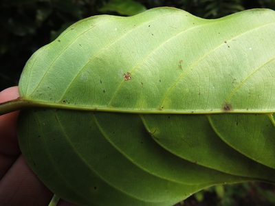 Hopea canarensis, photographed by Siddarth Machado