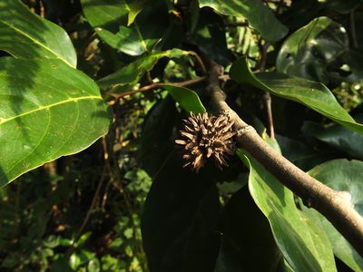 Hopea canarensis, photographed by Siddarth Machado