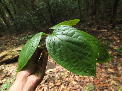 Mappia nimmoniana, photographed by Siddarth Machado
