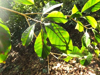 Palaquium ellipticum, photographed by Siddarth Machado