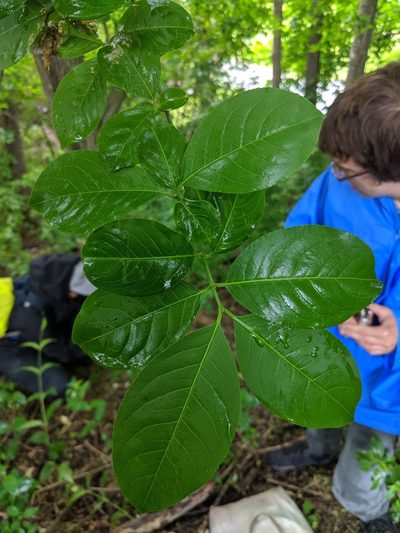 Euonymus hamiltonianus, photographed by Tyler Smith