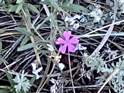 Phlox woodhousei, photographed by CK2AZ