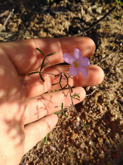 Oxalis gracilis, photographed by Brian du Preez
