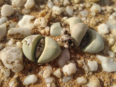 Argyroderma delaetii, photographed by Brian du Preez