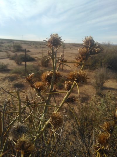 Hoplophyllum spinosum, photographed by Brian du Preez