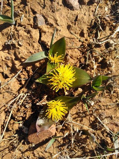 Daubenya stylosa, photographed by Brian du Preez