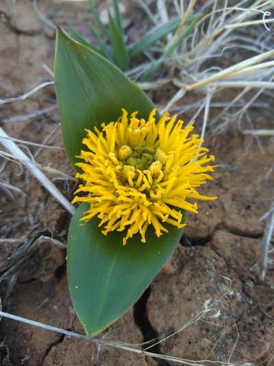Daubenya stylosa, photographed by Brian du Preez
