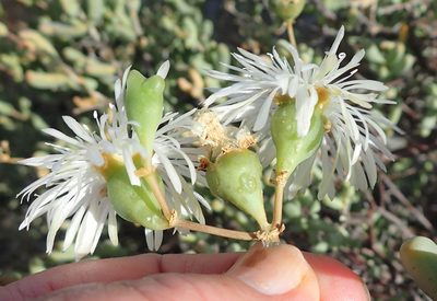 Mesembryanthemum brevicarpum, photographed by Nicola van Berkel