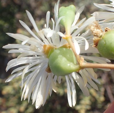 Mesembryanthemum brevicarpum, photographed by Nicola van Berkel