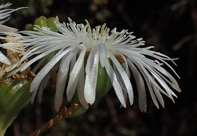 Mesembryanthemum brevicarpum, photographed by Nicola van Berkel