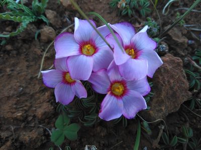 Oxalis callosa, photographed by Brian du Preez