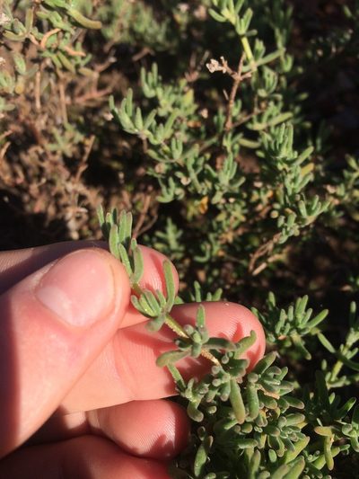 Drosanthemum ambiguum, photographed by Jeremy Gilmore