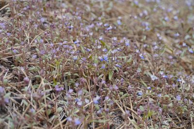 Collinsia torreyi, photographed by My-Lan Le