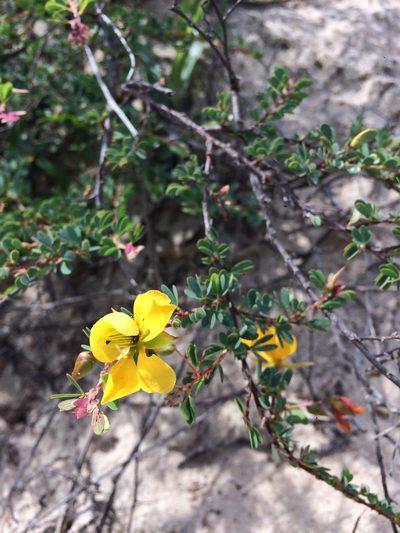 Chamaecrista ramosa, photographed by B. Phalan