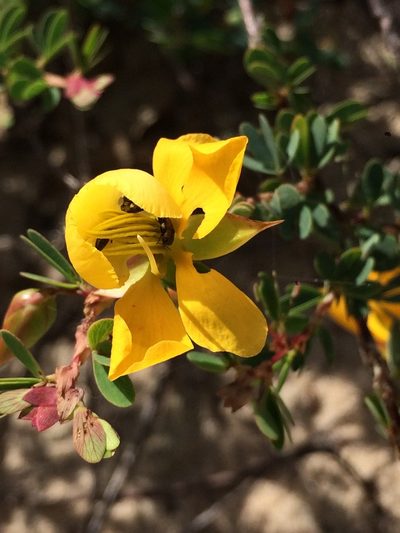 Chamaecrista ramosa, photographed by B. Phalan
