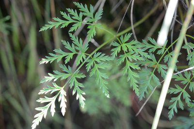 Conioselinum tataricum, photographed by Alison Northup