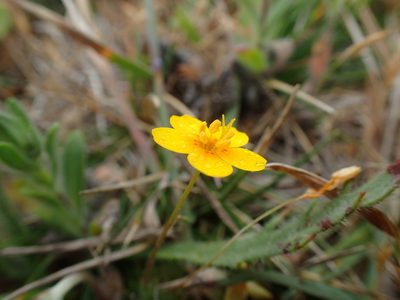 Leptosiphon croceus, photographed by Scott Yarger