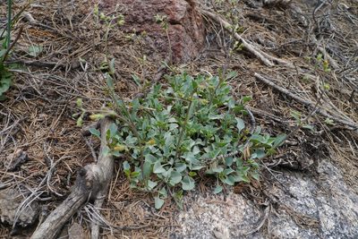 Penstemon caesius, photographed by My-Lan Le