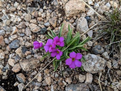 Primula angustifolia, photographed by Ethan Rose