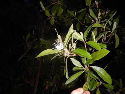 Morisonia indica, photographed by stinger