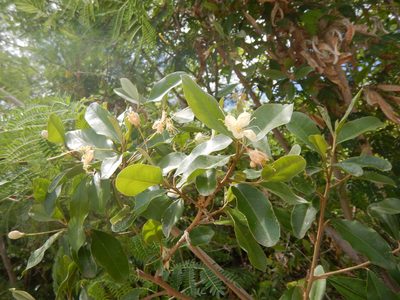 Morisonia indica, photographed by stinger
