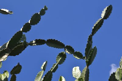 Leptocereus undulosus, photographed by Yolanda M. Leon