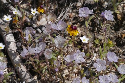Phacelia exilis, photographed by My-Lan Le