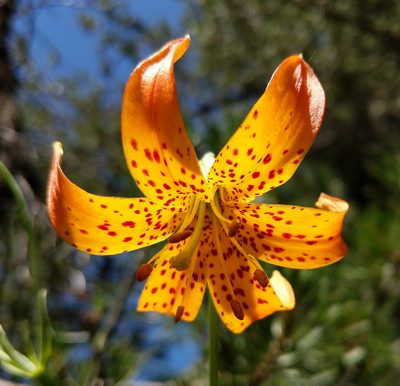 Lilium kelleyanum, photographed by Rick Mandel