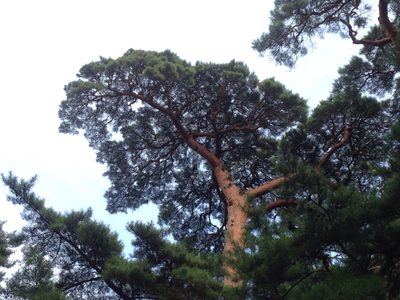 Pinus densiflora, photographed by Kim, Hyun-tae