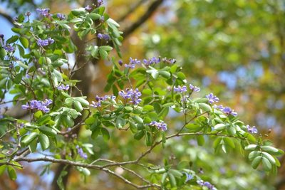 Guaiacum officinale, photographed by Yolanda M. Leon
