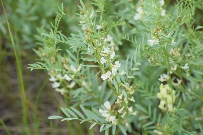Astragalus multiflorus, photographed by Syd Cannings
