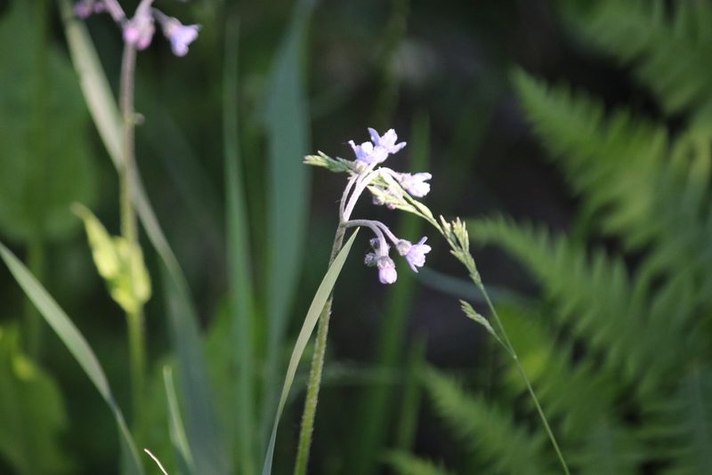 Andersonglossum boreale, photographed by Cheryl McCleary-Catalano