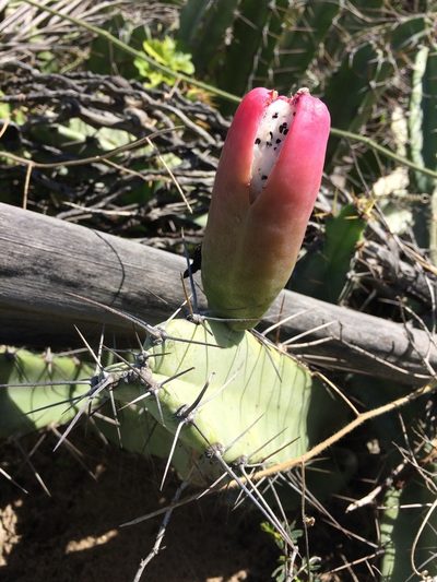 Cereus fernambucensis, photographed by B. Phalan