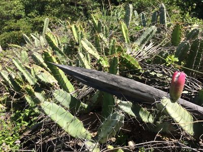 Cereus fernambucensis, photographed by B. Phalan