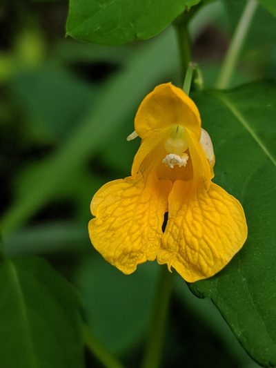 Impatiens ecornuta, photographed by Patrick Sowers