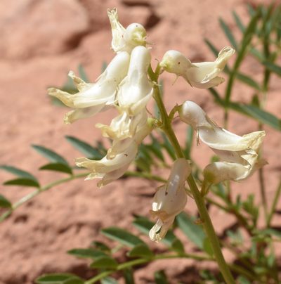 Astragalus praelongus, photographed by zookanthos