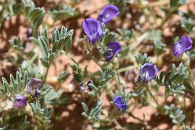 Astragalus sesquiflorus, photographed by zookanthos