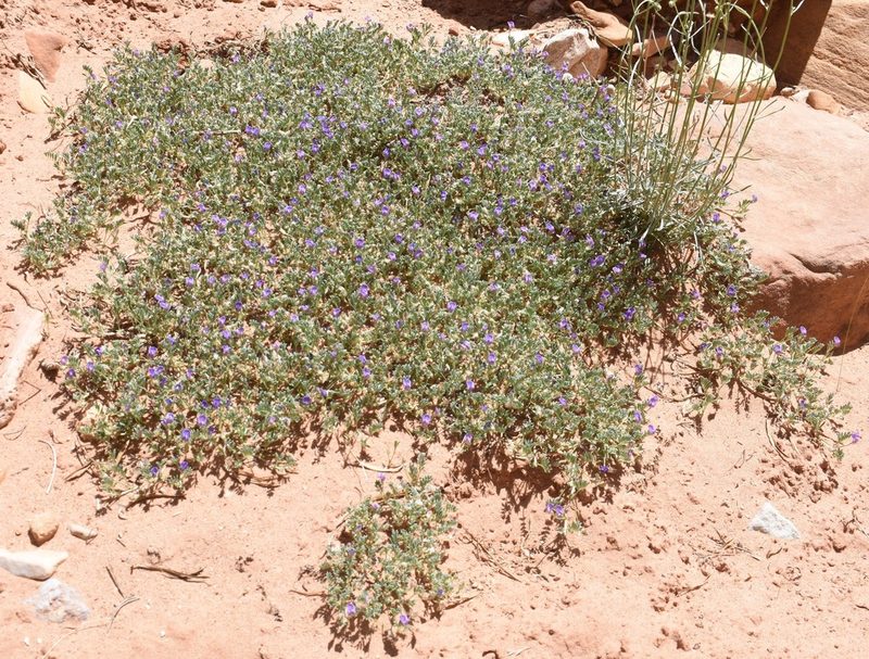 Astragalus sesquiflorus, photographed by zookanthos