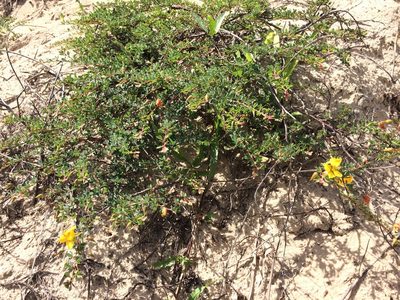 Chamaecrista ramosa, photographed by B. Phalan