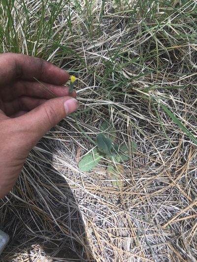 Hieracium fendleri, photographed by Trystan Harpold