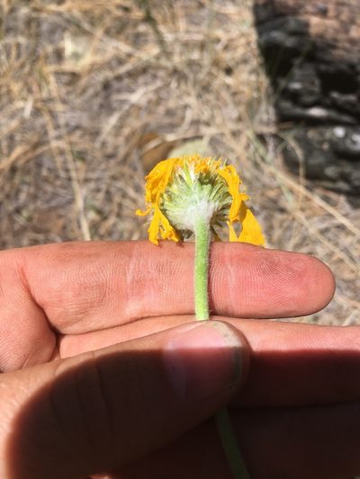 Hymenoxys bigelovii, photographed by Trystan Harpold