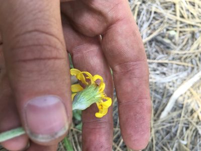 Packera werneriifolia, photographed by Trystan Harpold