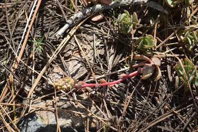 Sedum kiersteadiae, photographed by David Anderson