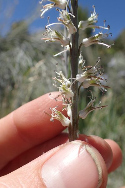 Thelypodium crispum, photographed by Martin Purdy