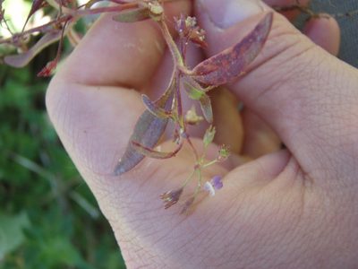 Collinsia torreyi, photographed by Erica Krimmel